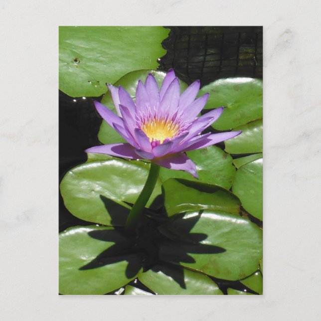 Hawaii Lotus Blume Postkarte (Vorderseite)