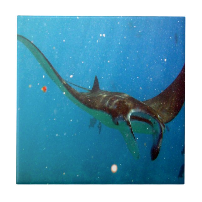 Hawaii Manta Ray Fliese (Vorderseite)