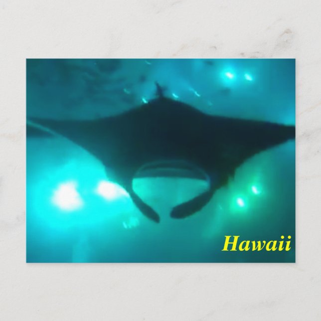 Hawaii Manta Ray Postkarte (Vorderseite)