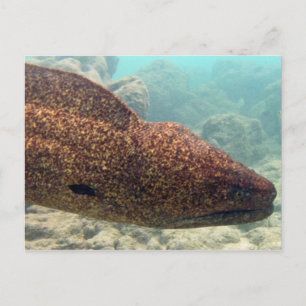 Hawaii Moray Eel Postkarte