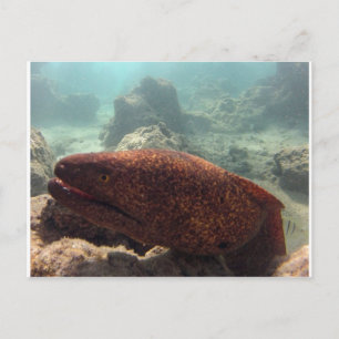 Hawaii Moray Eel Postkarte