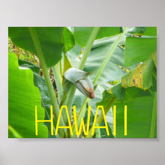 HAWAII NATUR POSTER (Vorne)