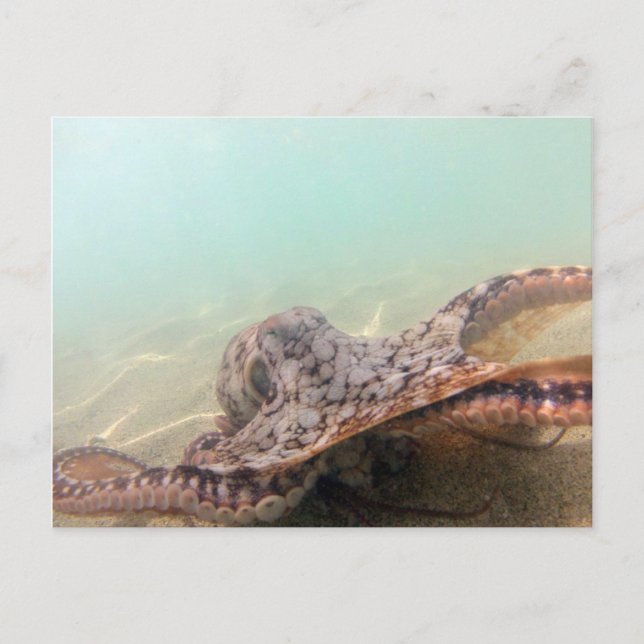 Hawaii Octopus Postkarte (Vorderseite)