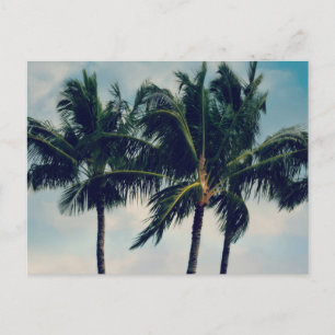 Hawaii Palm Trees Postkarte