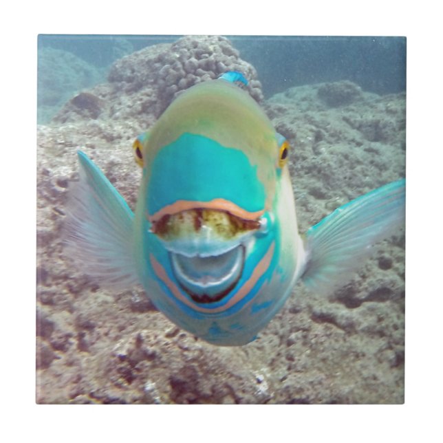 Hawaii-Papageien-Fische Fliese (Vorderseite)