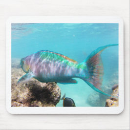 Hawaii-Papageien-Fische Mousepad
