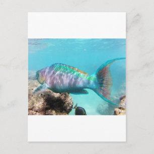 Hawaii Parrot Fish Postkarte