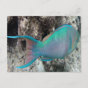 Hawaii Parrot Fish - Uhu Postkarte
