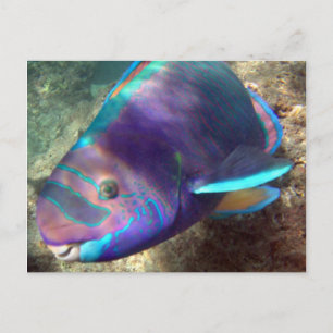 Hawaii Parrot Fish - Uhu Postkarte