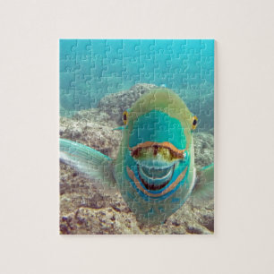 Hawaii Parrot Fish - Uhu Puzzle