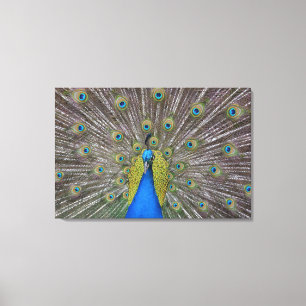 Hawaii Peacock Leinwanddruck