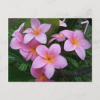Hawaii Pink Plumeria Blume