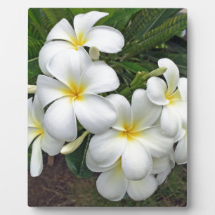 Hawaii Plumeria Blume Fotoplatte