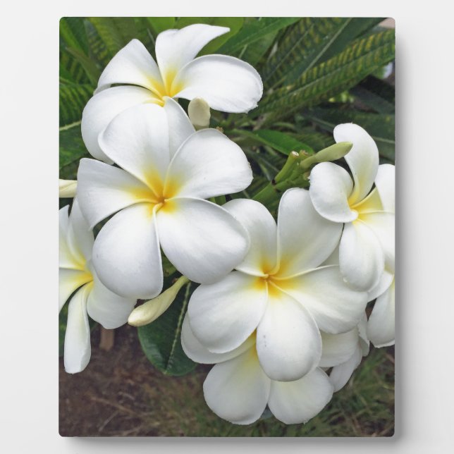 Hawaii Plumeria Blume Fotoplatte (Vorderseite)