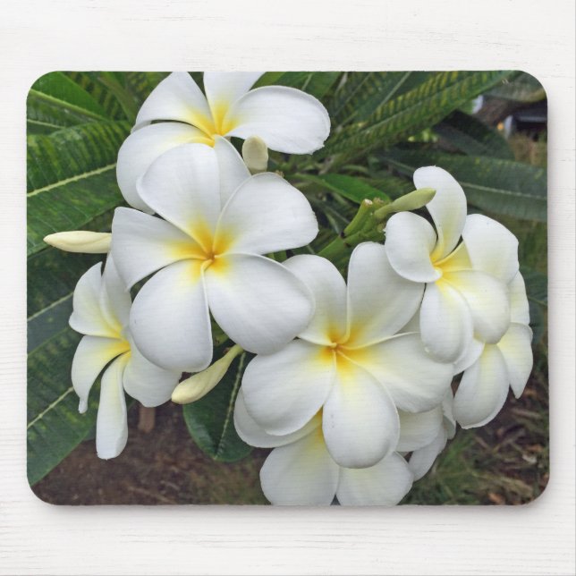 Hawaii Plumeria Blume Mousepad (Vorne)
