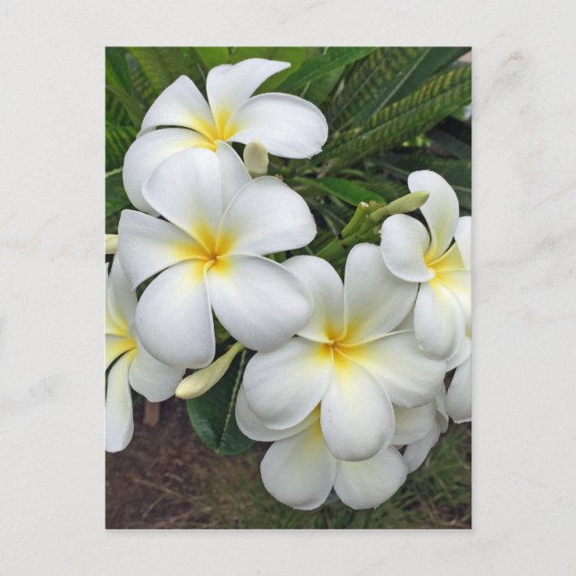 Hawaii Plumeria Blume Postkarte (Vorderseite)
