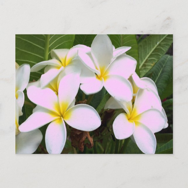 Hawaii Plumeria Blume Postkarte (Vorderseite)