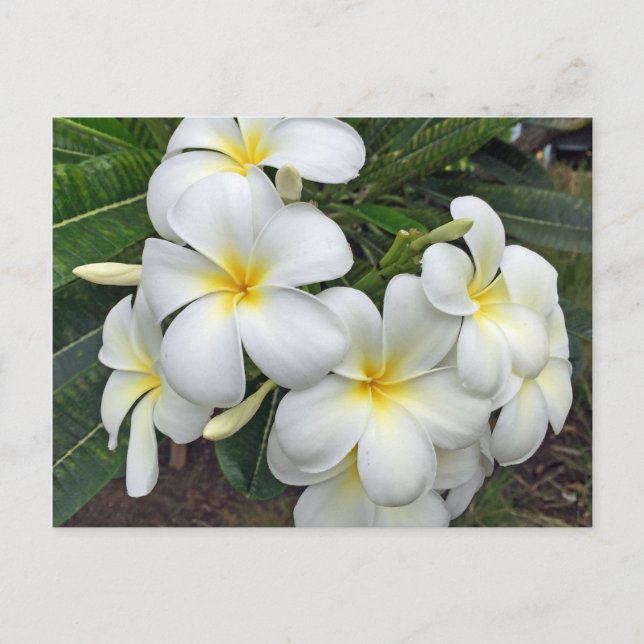 Hawaii Plumeria Blume Postkarte (Vorderseite)