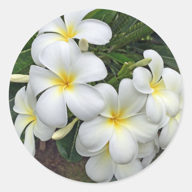 Hawaii Plumeria Blume Runder Aufkleber (Vorderseite)