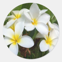 Hawaii Plumeria Blume