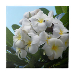 Hawaii Plumeria Fliese