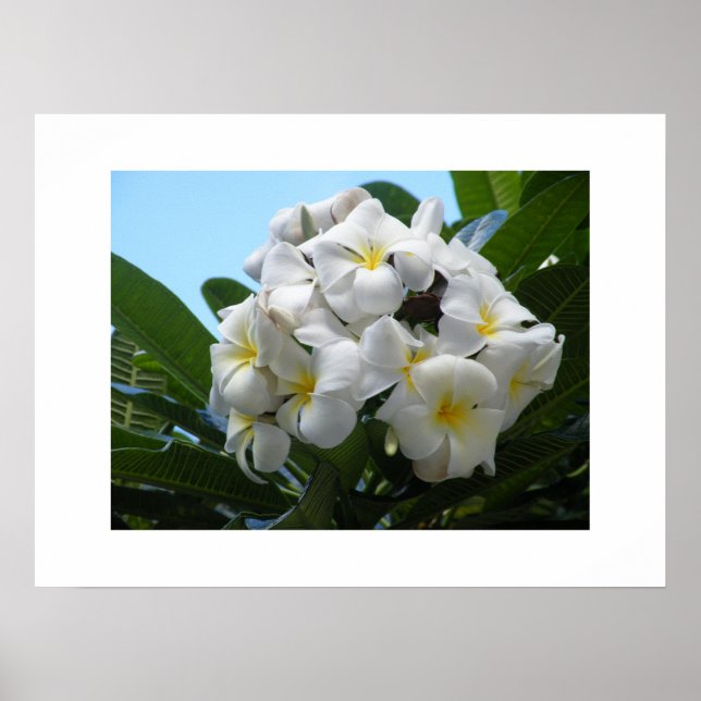 Hawaii Plumeria Poster (Vorne)