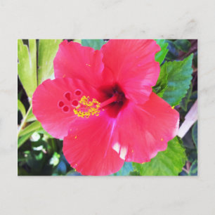 Hawaii Red Hibiskus Blume Postkarte