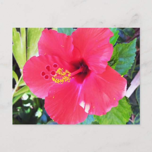 Hawaii Red Hibiskus Blume Postkarte (Vorderseite)