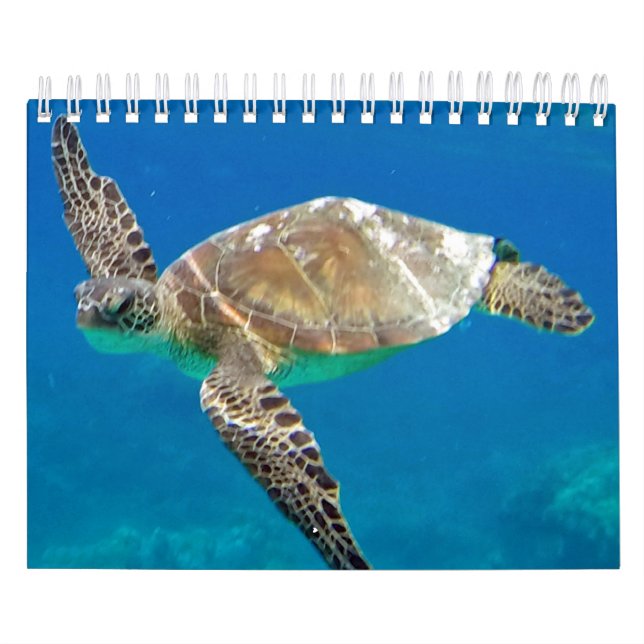 Hawaii-Schildkröte-Kalender Kalender (Titelbild)