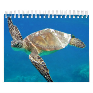 Hawaii-Schildkröte-Kalender Kalender