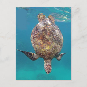 Hawaii-Schildkröte-Muschel Postkarte