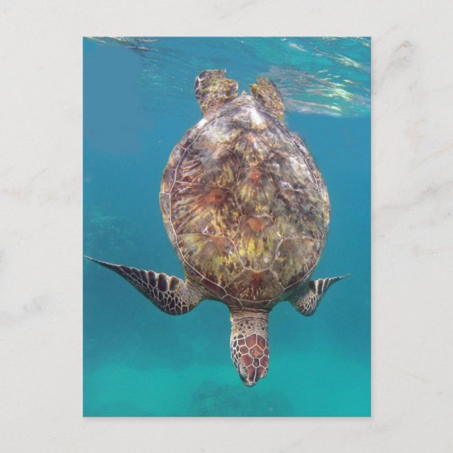 Hawaii-Schildkröte-Muschel Postkarte (Vorderseite)