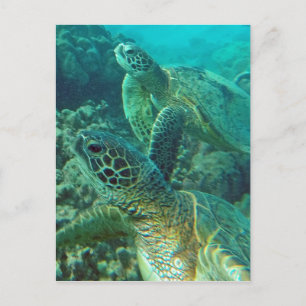 Hawaii-Schildkröten Postkarte