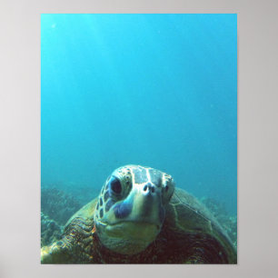 Hawaii Sea Turtle Poster