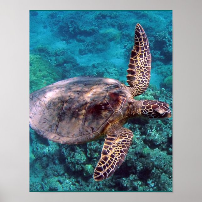 Hawaii Sea Turtle Poster (Vorne)