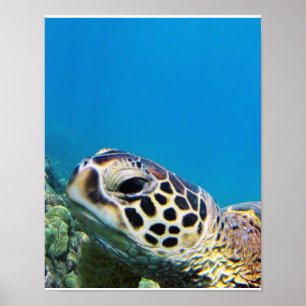 Hawaii Sea Turtle Poster