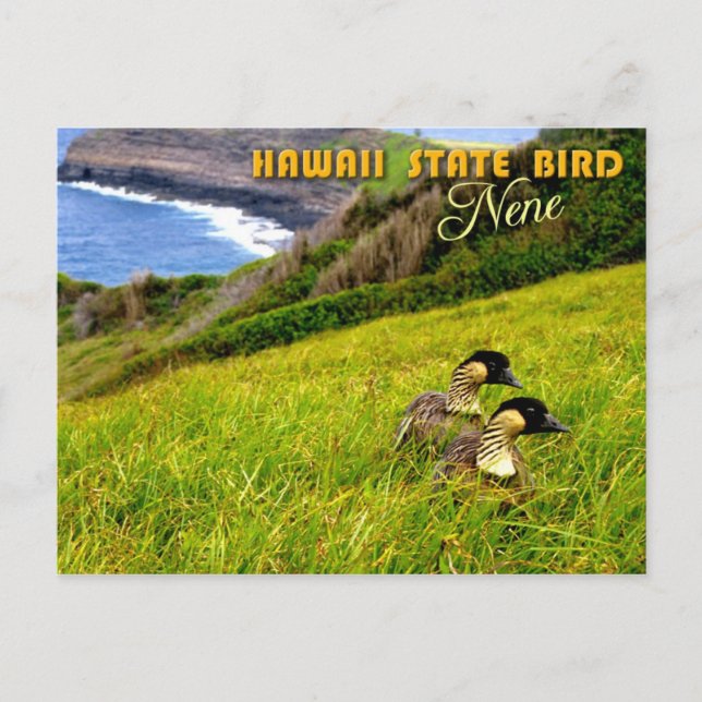 Hawaii Staat Bird - Nene oder Hawaiian Goose Postkarte (Vorderseite)
