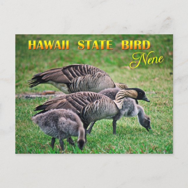 Hawaii Staat Bird - Nene oder Hawaiian Goose Postkarte (Vorderseite)