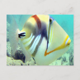 Hawaii Staat Fish - Humuhumunukunukuapua'a Postkarte