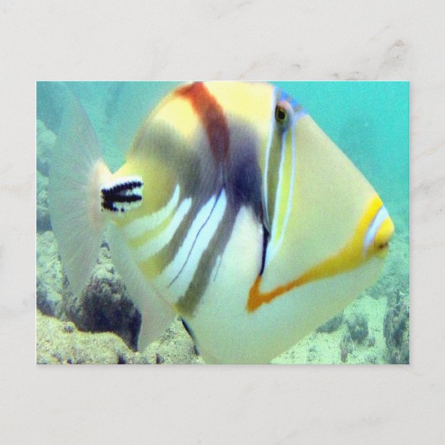 Hawaii Staat Fish - Humuhumunukunukuapua'a Postkarte (Vorderseite)