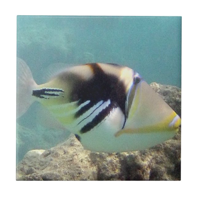 Hawaii-Staats-Fische - Humuhumunukunukuapua'a Fliese (Vorderseite)