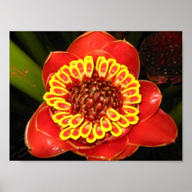 Hawaii Torch Ginger Poster (Vorne)