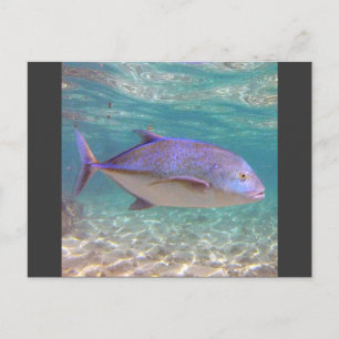 Hawaii Trevally Fish Postkarte