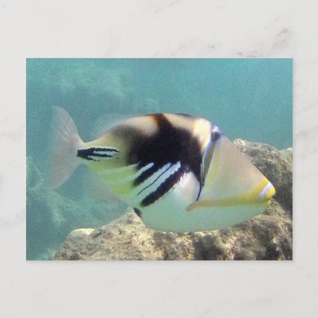 Hawaii Trigger Fish - Humuhumunukunukuapua'a Postkarte (Vorderseite)