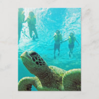 Hawaii Turtle and Snorkelers