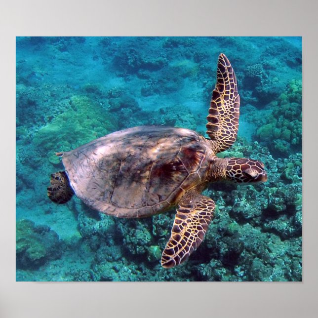 Hawaii Turtle Honu Poster (Vorne)