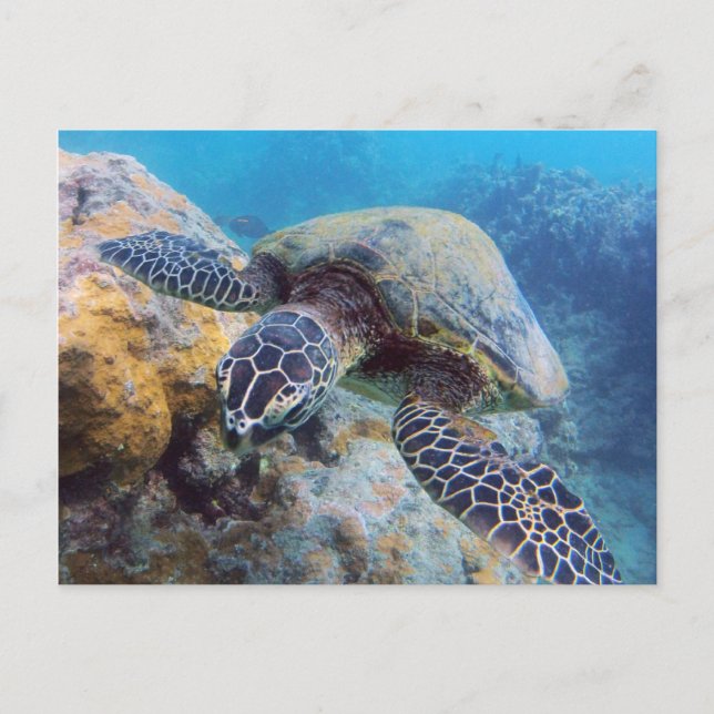 Hawaii Turtle Postkarte (Vorderseite)