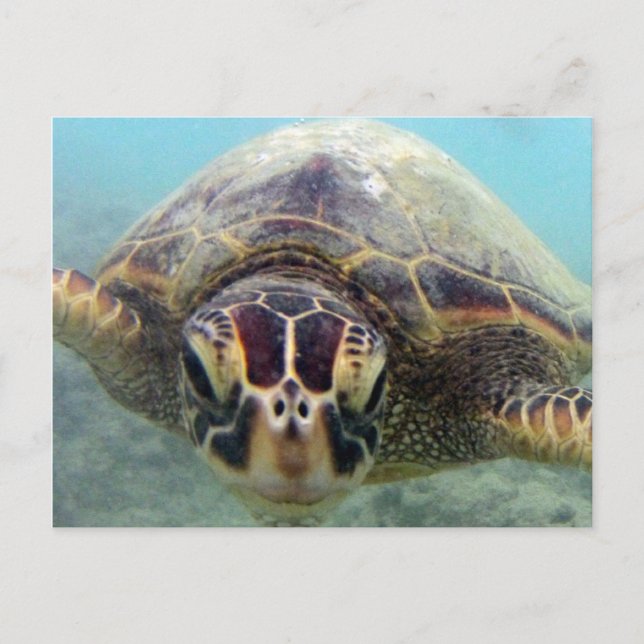 Hawaii Turtle Postkarte (Vorderseite)