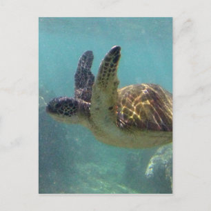 Hawaii Turtle Postkarte