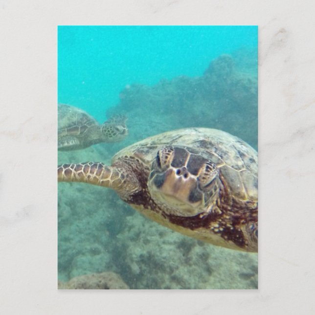 Hawaii Turtles - Honu Postkarte (Vorderseite)